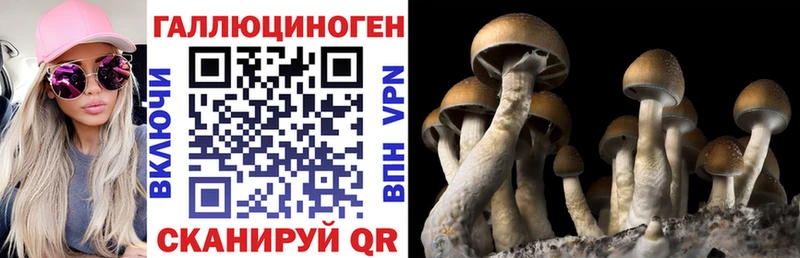 где можно купить   Дальнегорск  Псилоцибиновые грибы GOLDEN TEACHER 